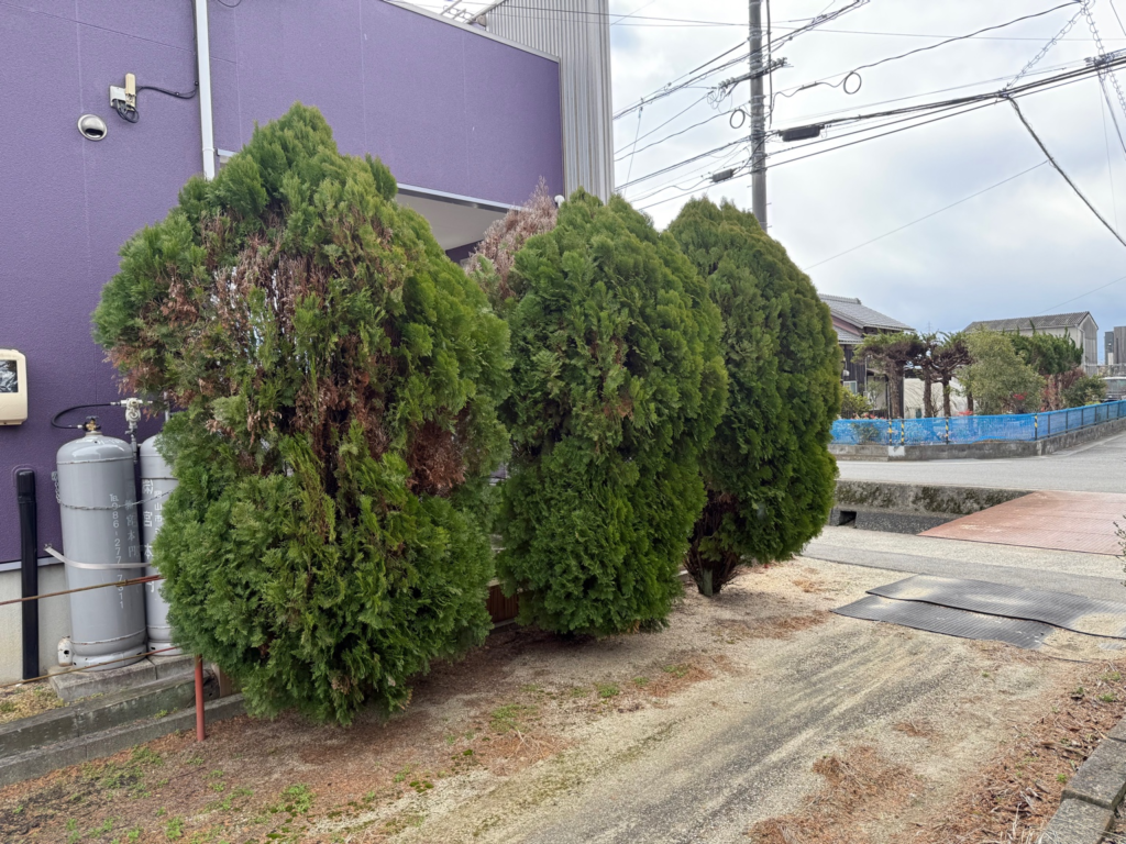 岡山市中区 庭木の伐採・剪定 便利屋あんばい